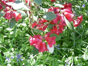 Blossoms at Stoneyeell